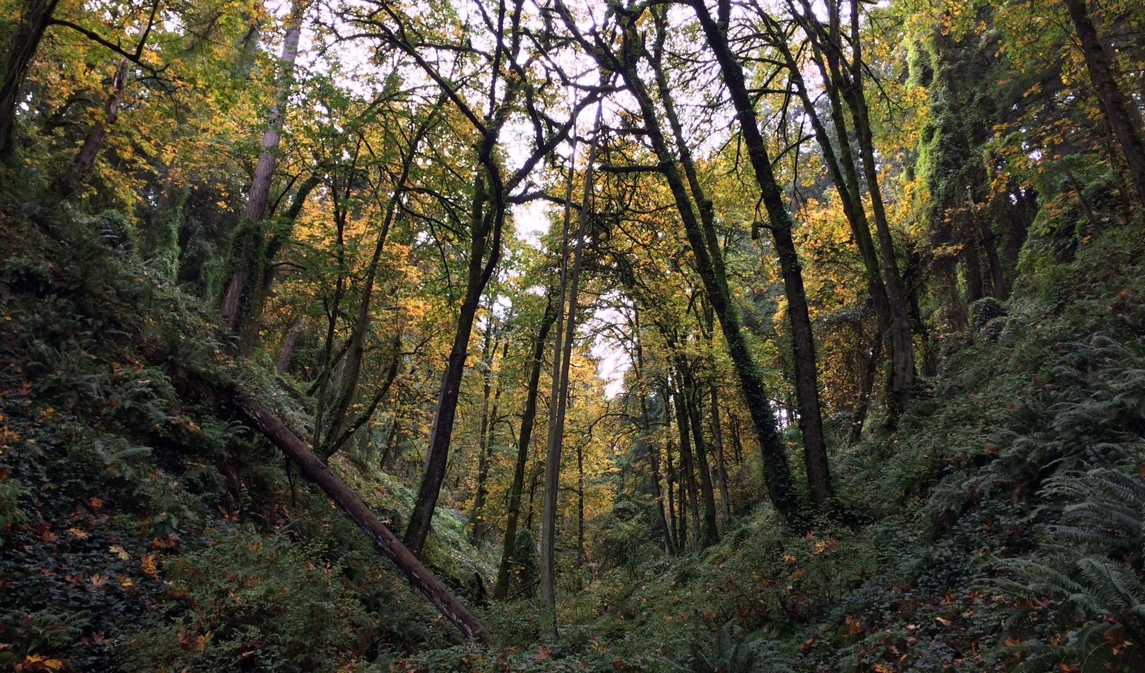 Photo of Forest Park, Portland Oregon