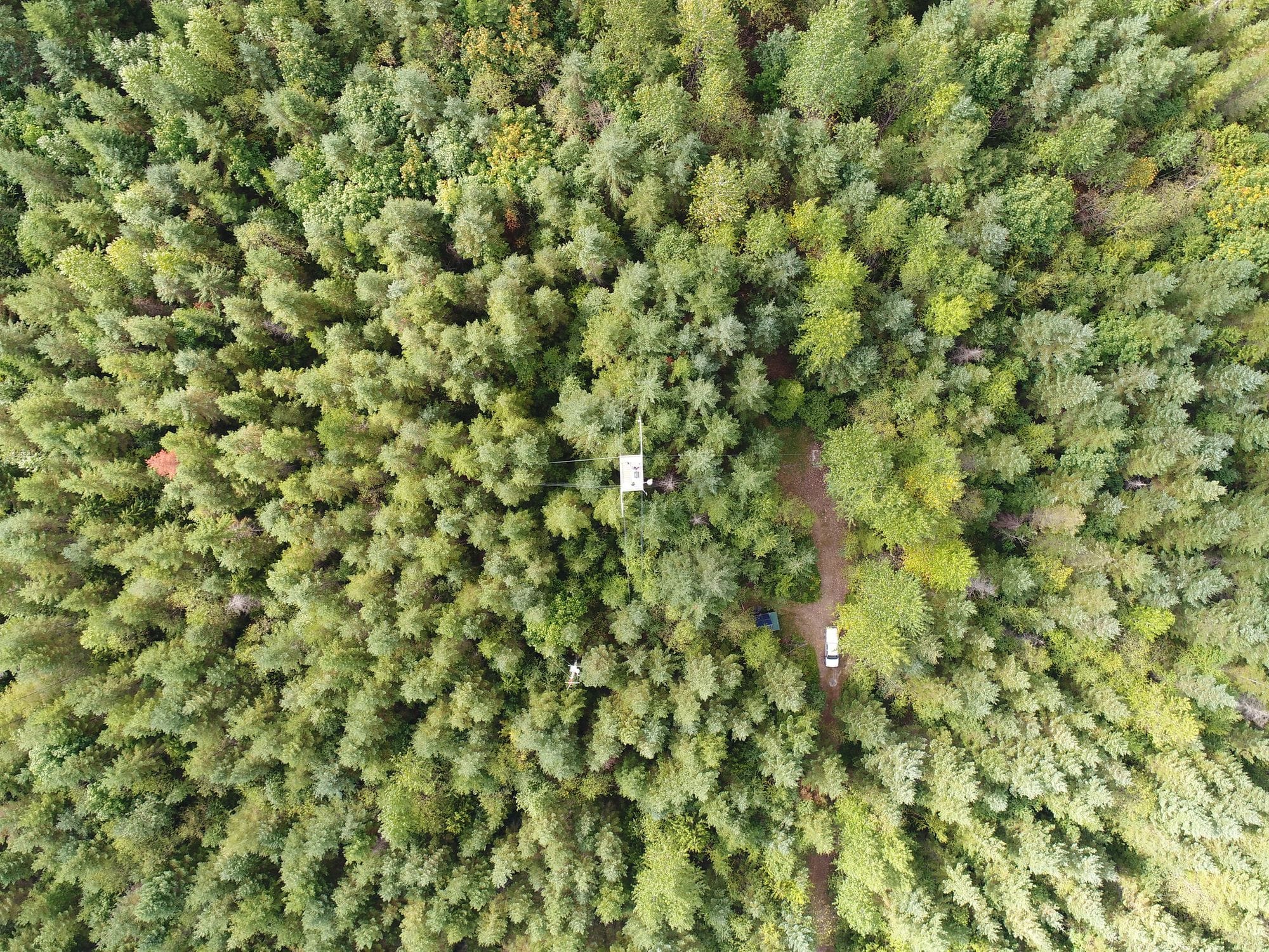 Aerial photo of forest