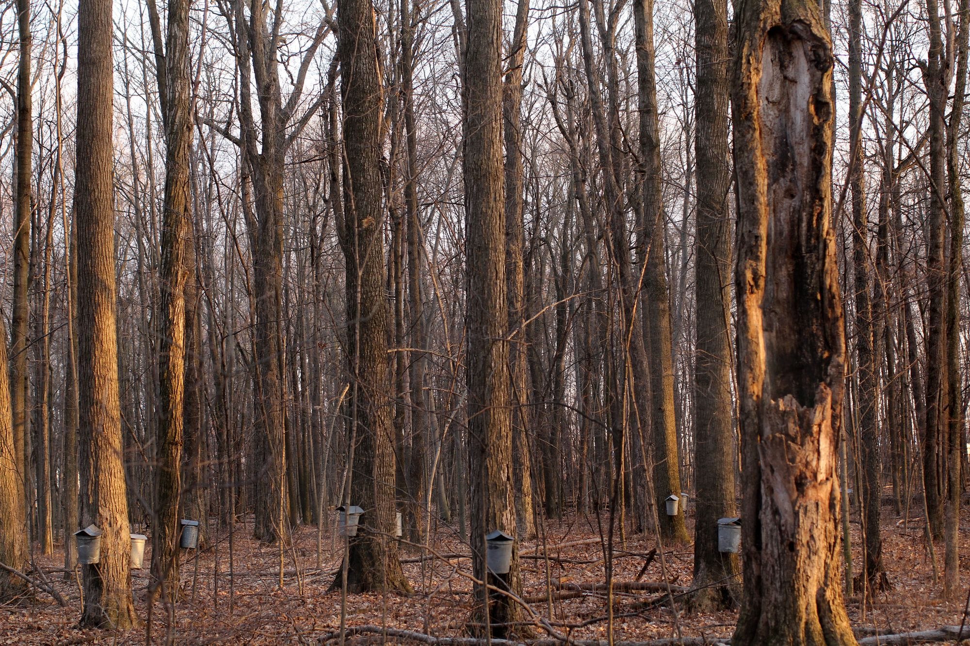 Maple Syrup collecting in Michigan