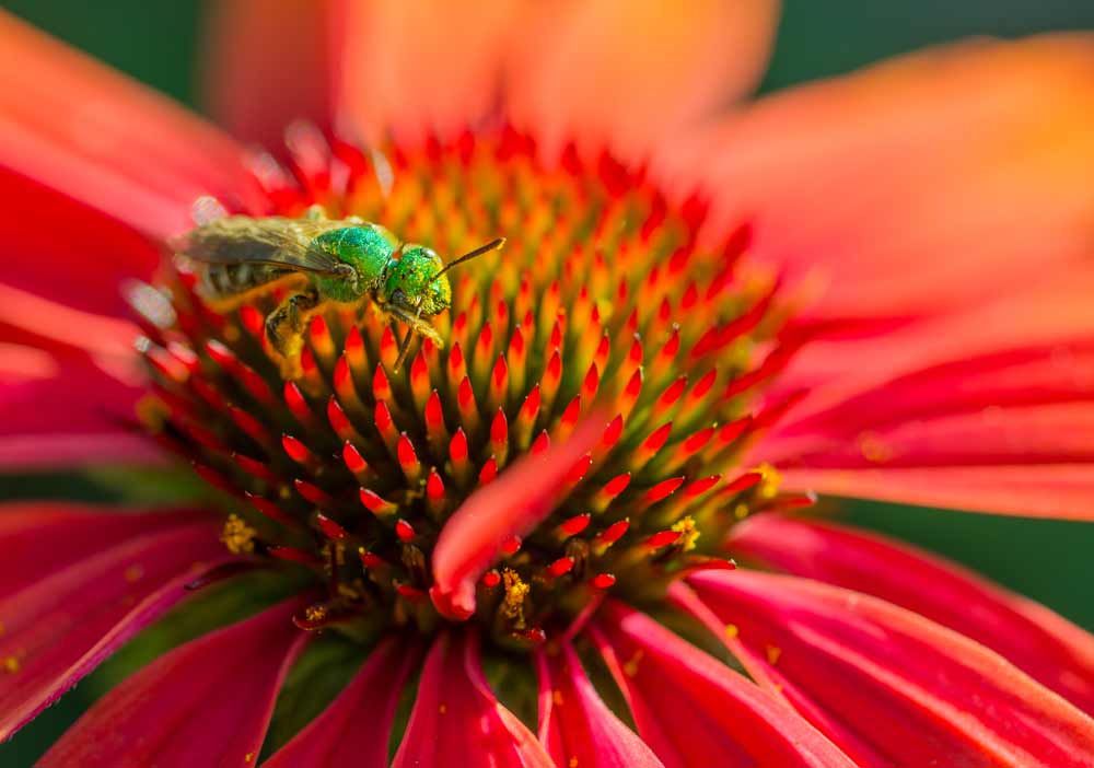 Photo of bee on a flower