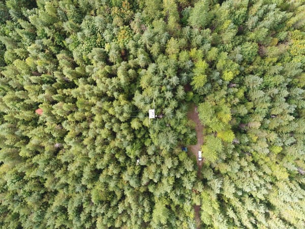Aerial photo of forest