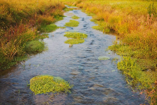 Photo of a stream