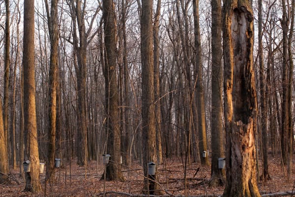 Maple Syrup collecting in Michigan