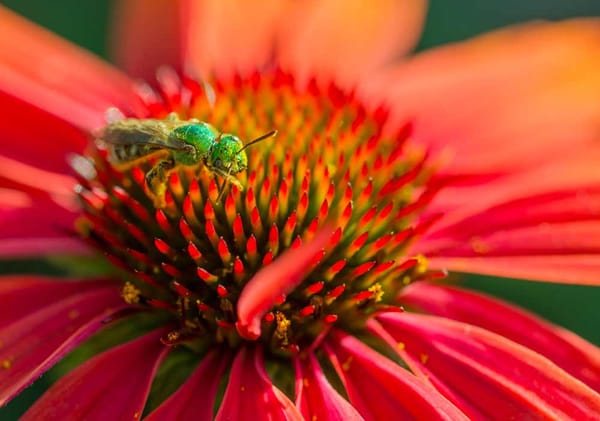 Photo of bee on a flower